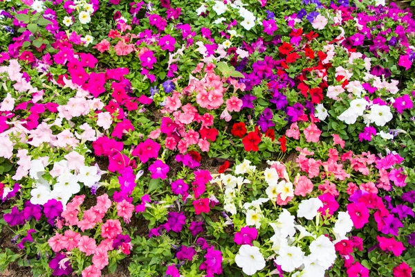 Petunia bloemen — Stockfoto