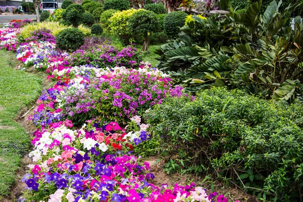 stock image Petunia flowers