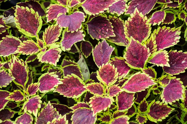 Vlam nettle of coleus atropurpurrus benth — Stockfoto