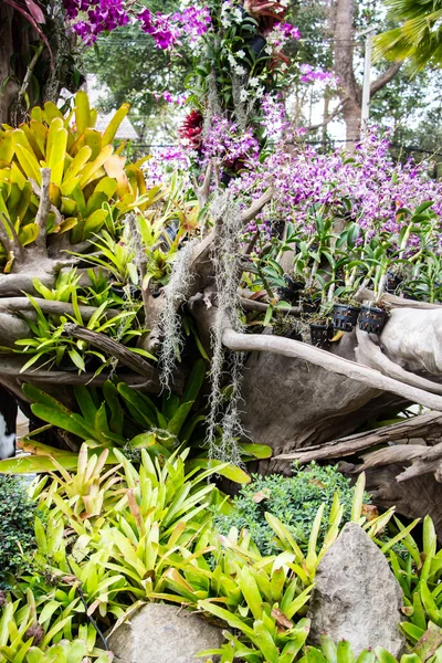 Färgglada blommor — Stockfoto