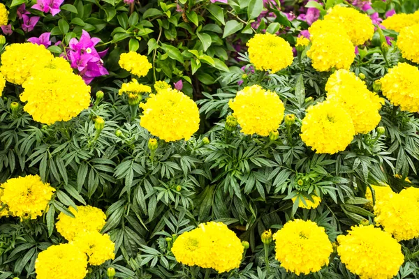 Marigold flowers — Stock Photo, Image