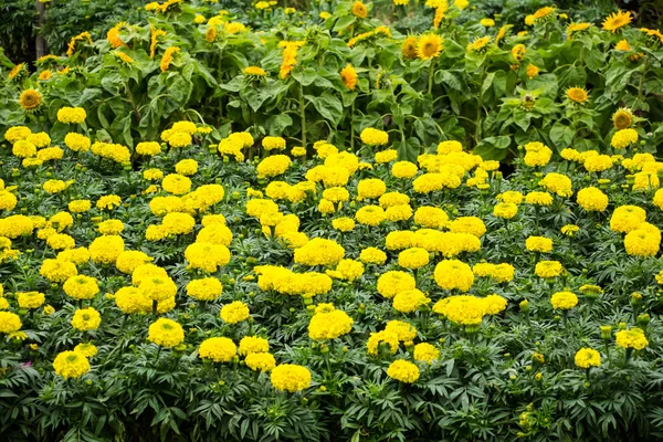 Flores de caléndula —  Fotos de Stock