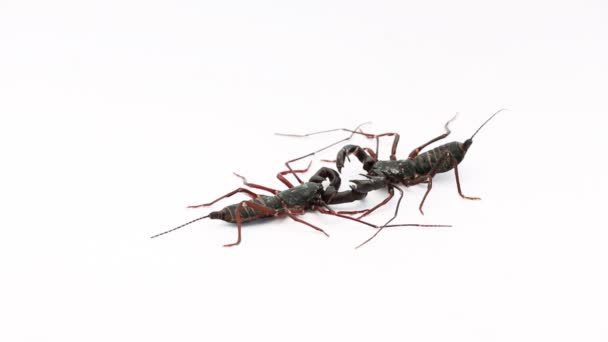Scorpions fouet 