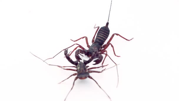 Whip Scorpions — Stockvideo