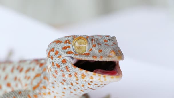 Gecko — Stockvideo