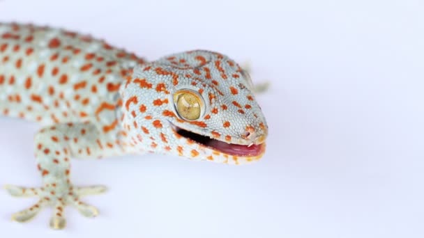 Gecko Ordförande — Stockvideo