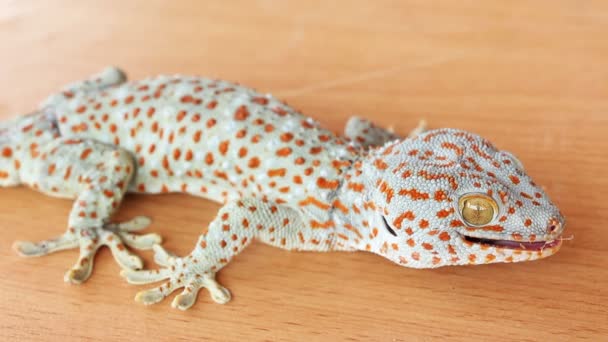 Gecko... — Vídeo de Stock