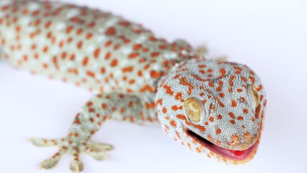 Gecko Ordförande — Stockvideo