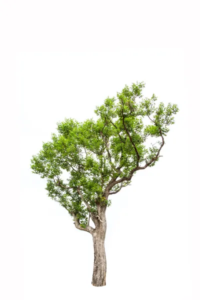 Irvingia malayana tunnetaan myös nimellä Wild Manmond, trooppinen puu koillisessa Thaimaassa eristetty valkoisella taustalla — kuvapankkivalokuva