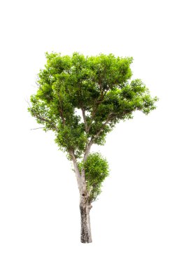 irvingia malayana olarak da bilinen yabani badem, kuzeydoğu Tayland tropik ağaç beyaz zemin üzerine izole
