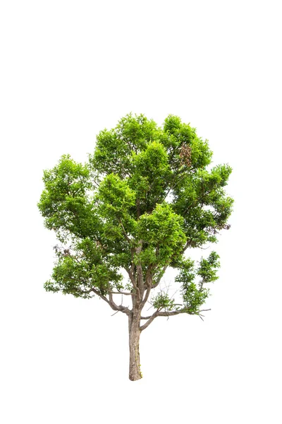 Irvingia malayana também conhecida como amêndoa selvagem, árvore tropical no nordeste da Tailândia isolada em fundo branco — Fotografia de Stock