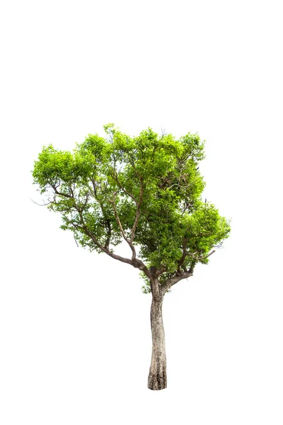 Irvingia malayana néven is ismert wild mandula, északkeleti részén Thaiföld trópusi fa elszigetelt fehér background — Stock Fotó