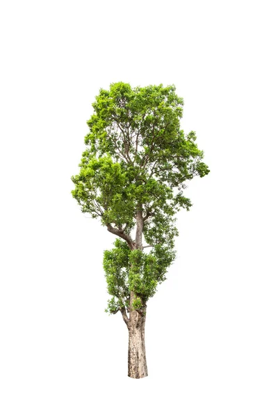 Gabonensis malayana znany również jako dzikie migdałów, tropikalne drzewo w północno-wschodniej części Tajlandii, na białym tle na białym tle — Zdjęcie stockowe