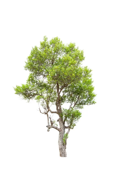 Irvingia malayana also known as Wild Almond, tropical tree in the northeast of Thailand isolated on white background — Stock Photo, Image