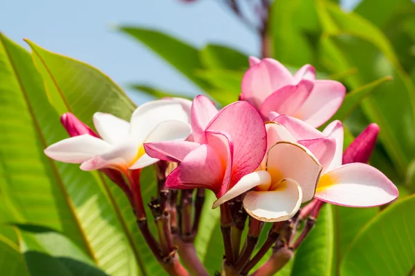 Frangipani blomma — Stockfoto