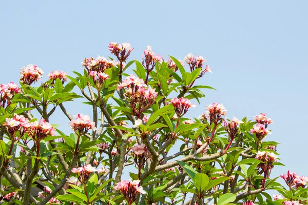 Keře květiny nebo leelawadee květ — Stock fotografie