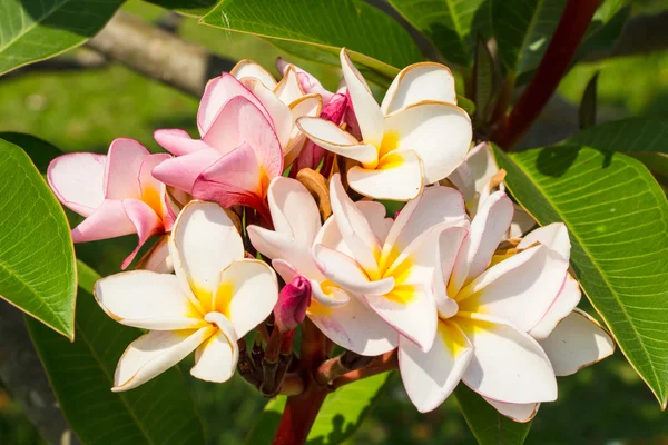 Leelawadee blomma — Stockfoto