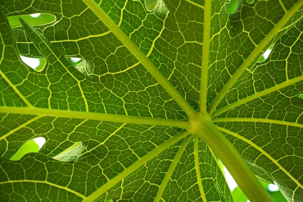 Papaja liść na białym tle — Zdjęcie stockowe