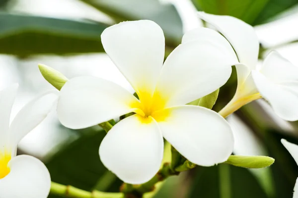 Frangipani bloem — Stockfoto