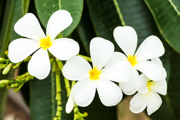 ฟรังจิปานี ดอกไม้ส่ง ฟรังจิปานี — ภาพถ่ายสต็อก