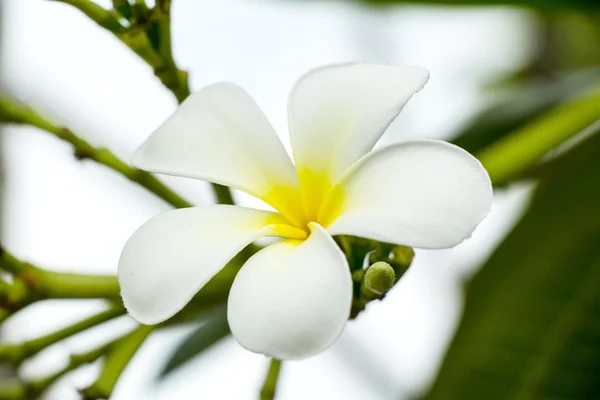 Frangipani flower — Stock Photo, Image