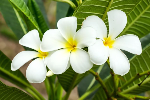 Frangipani blomma — Stockfoto