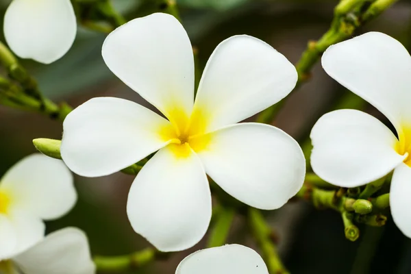 Frangipani-Blüte — Stockfoto