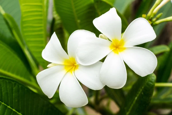 Flores de Frangipani o Leelawadee en el árbol . —  Fotos de Stock