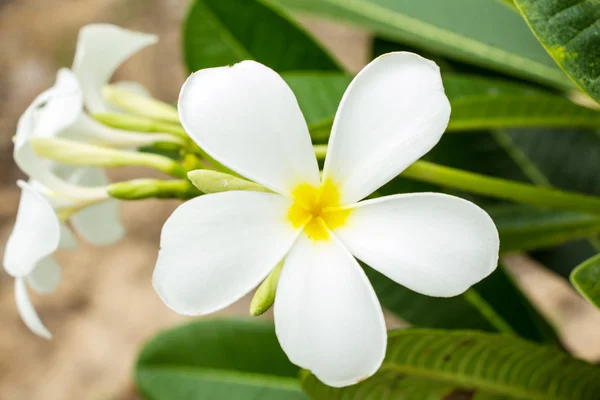 Bunga Frangipani atau bunga Leelawadee di pohon . — Stok Foto