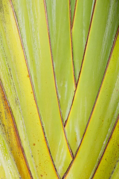 バナナの葉の背景 — ストック写真