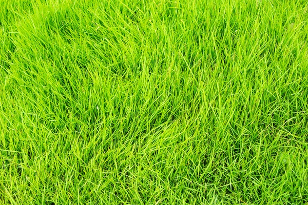 Erba fresca verde — Foto Stock