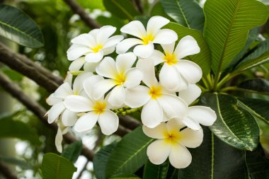 Frangipani çiçek