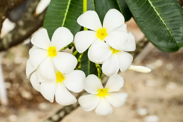 Frangipani blomma — Stockfoto