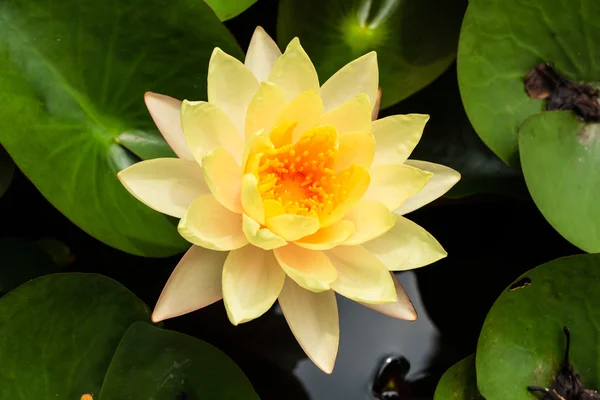 Waterlily — Stock Photo, Image