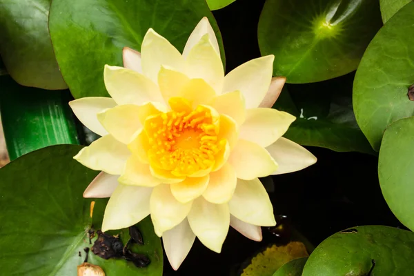 Waterlily — Stock Photo, Image