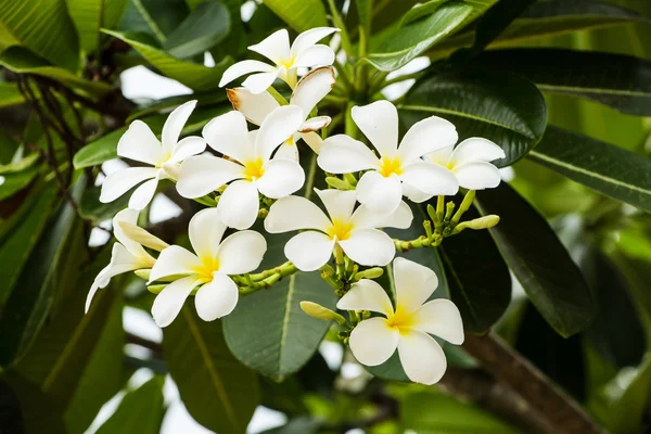 Flor de Leelawadee — Fotografia de Stock