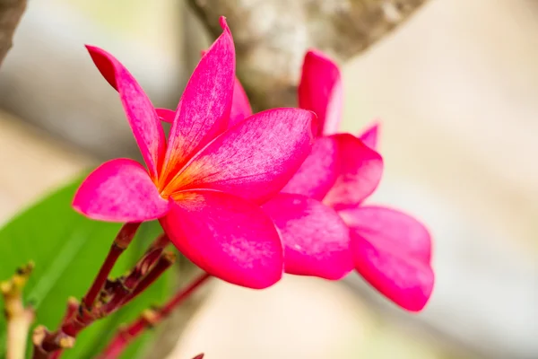 Beautiful orchid flowers — Stock Photo, Image