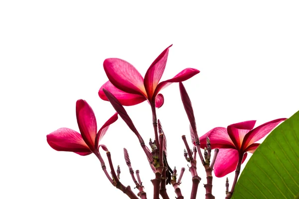 Hermosas flores de orquídea — Foto de Stock