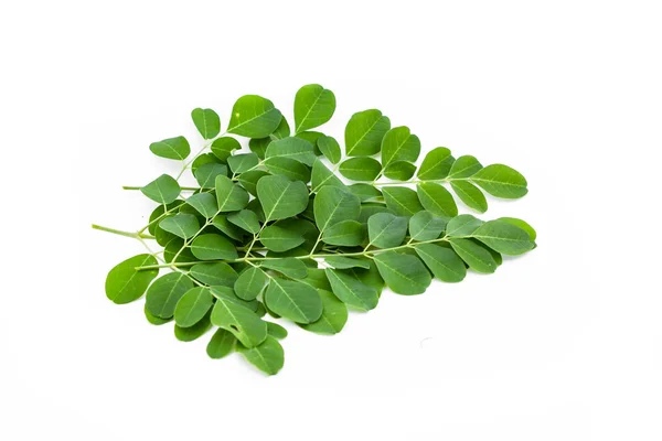 Moringa oleifera verlaat geïsoleerd op witte achtergrond — Stockfoto