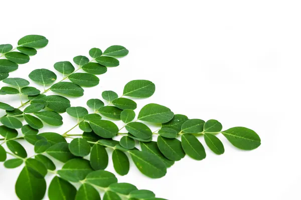 Moringa oleifera verlaat geïsoleerd op witte achtergrond — Stockfoto