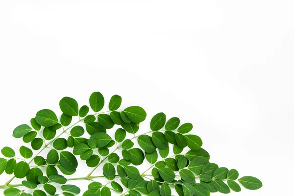 Moringa oleifera verlaat geïsoleerd op witte achtergrond — Stockfoto