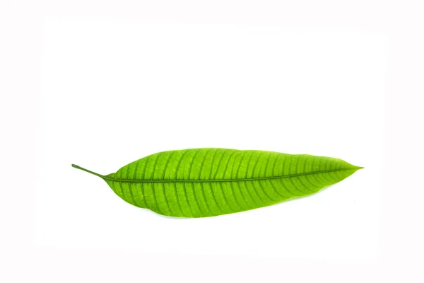 Mango leaf op witte achtergrond — Stockfoto