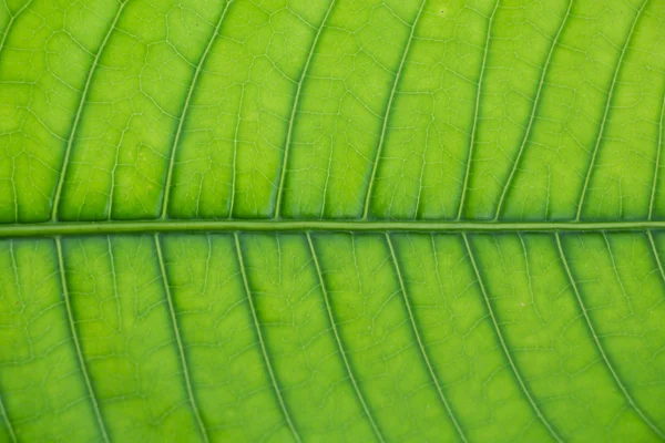 Манго leaf на білому тлі — 스톡 사진
