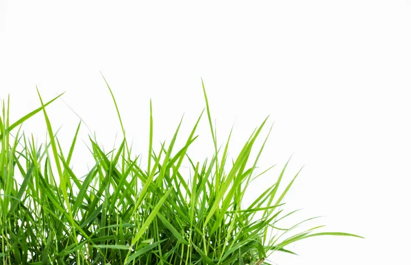 Green grass — Stock Photo, Image