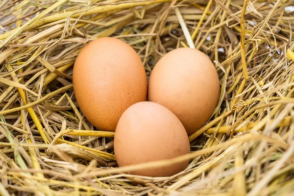 Eggs in the nest — Stock Photo, Image