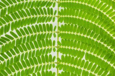 küçük yaprak dokusu