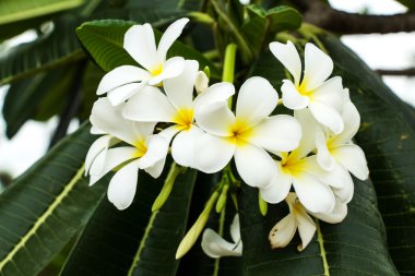 Frangipani çiçek