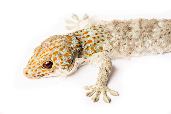 Gecko isolado — Fotografia de Stock