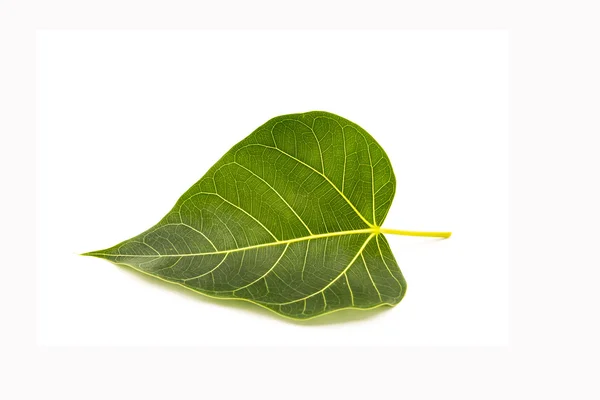 Pipal leaf on white background — Stock Photo, Image