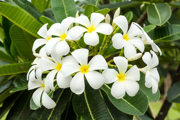 Flor de Leelawadee — Fotografia de Stock